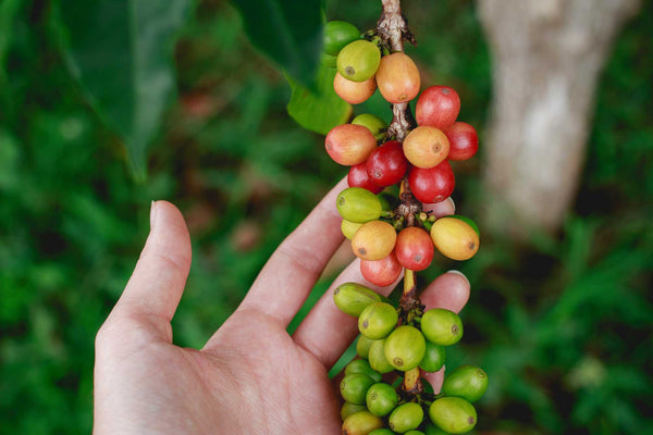A hand picking coffee cherries from a coffee plant