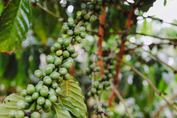 Coffee Production and the Environment: A Look at Sustainability