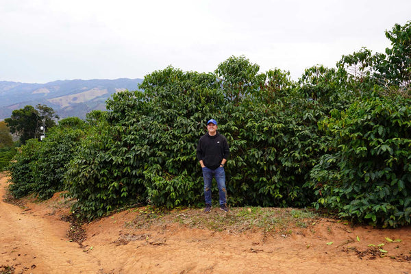 The Endangered Coffee Plant
