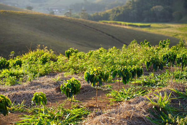 Photo of a sustainable coffee farm